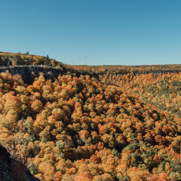 Albany fall foliage photographer